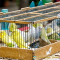 Little budgies